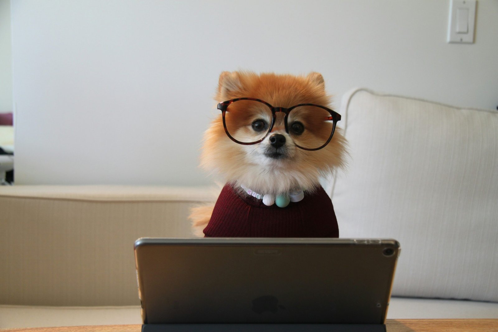 Dog wearing glasses and using a tablet computer, symbolizing the difference between artificial intelligence and uniquely human workplace skills.